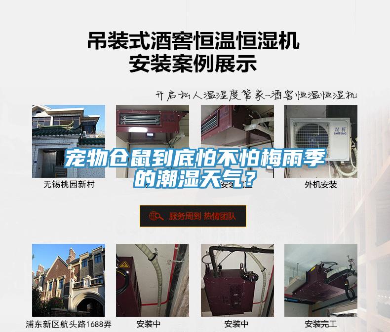 寵物倉(cāng)鼠到底怕不怕梅雨季的潮濕天氣？