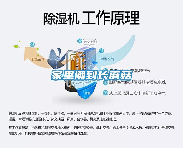 家里潮到長(zhǎng)蘑菇