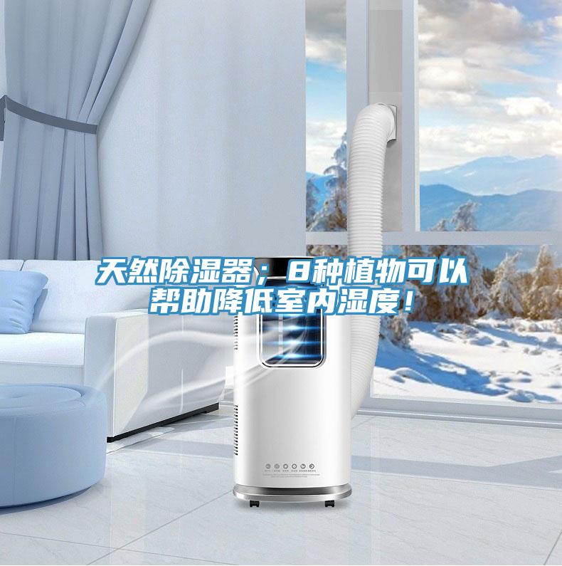 天然除濕器；8種植物可以幫助降低室內(nèi)濕度！