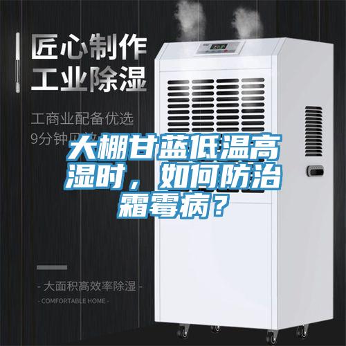 大棚甘藍低溫高濕時，如何防治霜霉??？